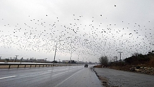 Sığırcıklar meyve bahçelerine dadandı