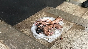 Yavru kedileri temizlik işçisinin dikkati kurtardı