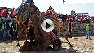 Ayvacık'da deve güreşleri nefes kesti
