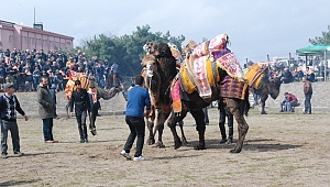 Bayramiç'te Deve Güreşleri Gerçekleşti
