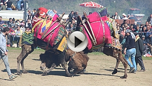 Çanakkale'de deve güreşleri nefes kesti