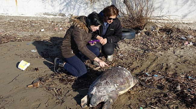 Çanakkale'de Ölü Caretta Caretta Sahile Vurdu