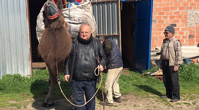 Develerini Traktörüyle Güreşlere Hazırlıyor