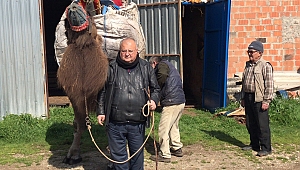 Develerini Traktörüyle Güreşlere Hazırlıyor