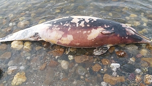Kuyruğu Kesilen Ölü Yunus Sahile Vurdu