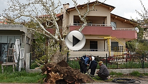 Asırlık ağaç evin çatısına devrildi