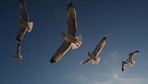 Çanakkale'nin İnsan Dostu Martıları