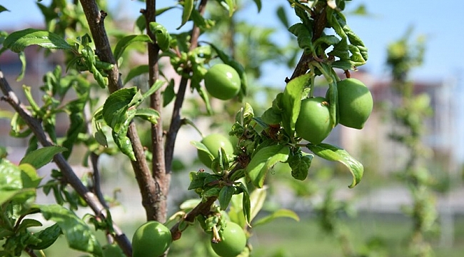 Yörem Meyve Bahçesi'nde Yılın İlk Meyveleri Kendini Göstermeye Başladı