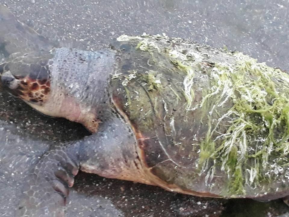 Çanakkale'de ölü caretta caretta kıyıya vurdu