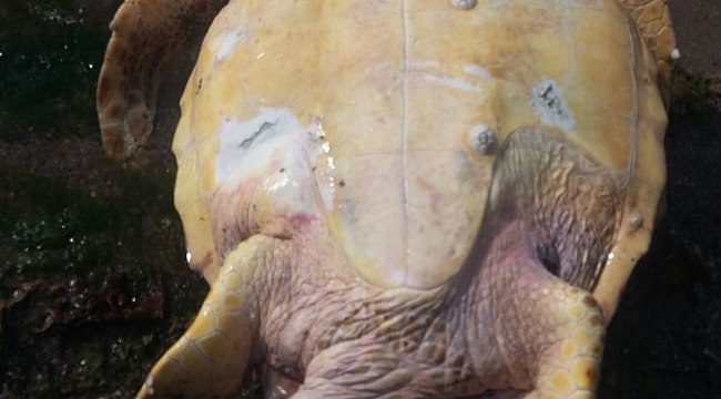 Çanakkale'de sahile ölü Caretta Caretta vurdu