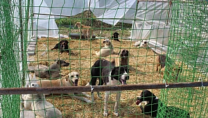 Çardak Beldesinde sokak hayvanları kısırlaştırılıyor