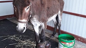 Eşeğin bacağındaki tümör için seferberlik