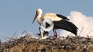 Yavru leylekler yumurtadan çıktı
