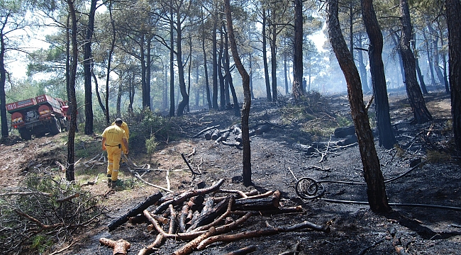 Bayramiç'te orman yangını