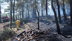 Bayramiç'te orman yangını