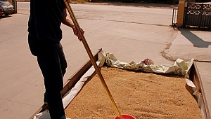 Biga'da yılın ilk buğdayı satıldı