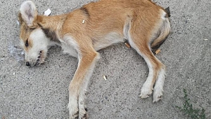 Çan'daki Vahşete Halk Tepkili!