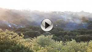 Çanakkale'de orman yangınında 50 hektar zarar gördü