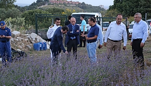 İntepe Köyünde Lavanta Tarlası