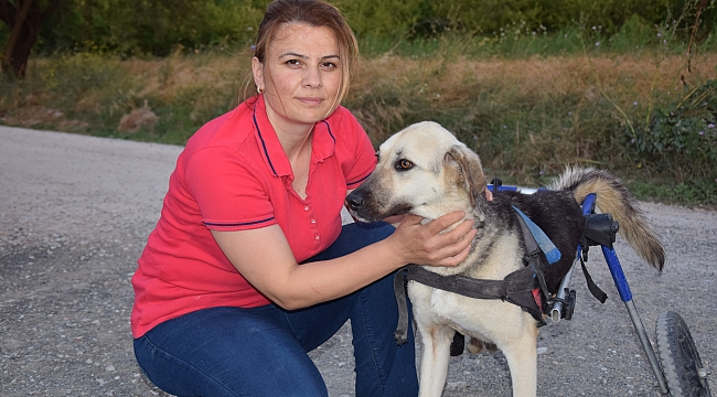Toplanan bağışlarla sakat kalan köpeğe yürüteç aldı
