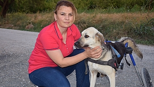 Toplanan bağışlarla sakat kalan köpeğe yürüteç aldı