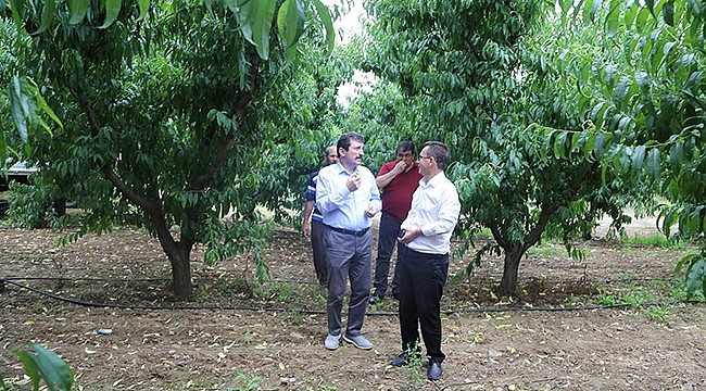 Bayramiç Beyazı Üreticinin Yüzünü Güldürüyor
