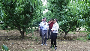 Bayramiç Beyazı Üreticinin Yüzünü Güldürüyor