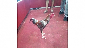 Bayramiç'te Horoz Dövüşü İddiasına Polis Baskını