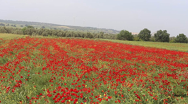Çanakkale'nin Ayrı Bir Güzelliği "Gelincik Çiçekleri"