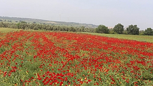 Çanakkale'nin Ayrı Bir Güzelliği "Gelincik Çiçekleri"