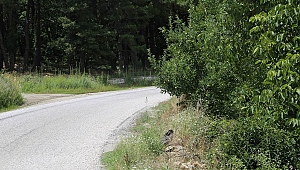 İl Özel İdaresinin Evciler Köyü-Ayazma Asfalt Yol Çalışmaları Tamamlandı