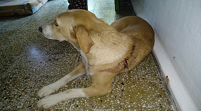 İşkence Gören Sokak Köpeğine Hayvan Severler Sahip Çıktı