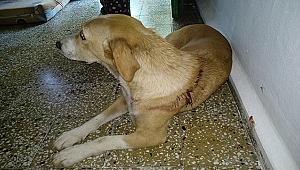 İşkence Gören Sokak Köpeğine Hayvan Severler Sahip Çıktı