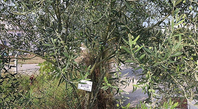 Kepez'de Zeytin Ağaçları Koruma Altında