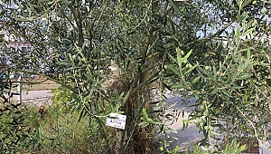 Kepez'de Zeytin Ağaçları Koruma Altında