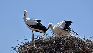 Lapseki'de yumurtadan çıkan leylekler uçmaya hazırlanıyor
