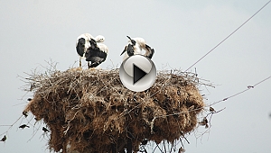 Tepedeki Büyük Aile...