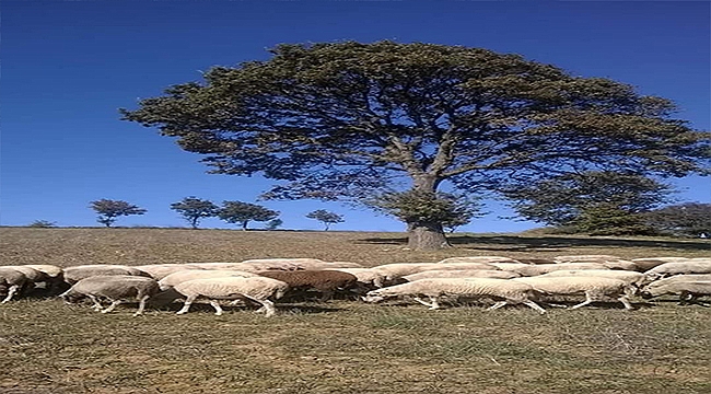 Biga'da meradan koyunlar çalındı