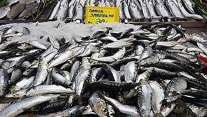 Çanakkale'de sardalya fiyatıyla el yakıyor!