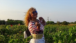 Üzüm Ye Kan Olsun, Bağcılara Can Olsun