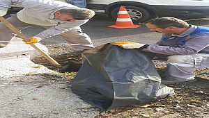 Belediye Ekipleri Kent Genelinde Çalışmalarına Devam Ediyor