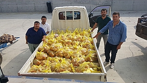 ÇANAKKALE GÜÇ BİRLİĞİ 400 KİLO ŞEFTALİ DAĞITTI