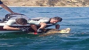 Caretta carettayı sahil güvenlik kurtardı