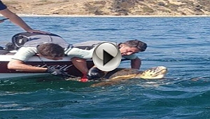 Caretta carettayı sahil güvenlik kurtardı