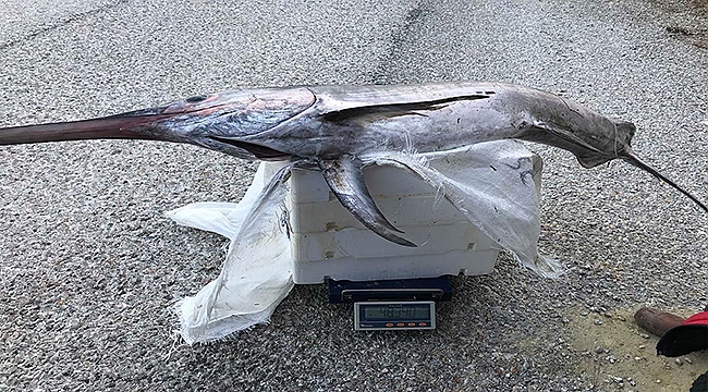 2 metre 30 santim boyunda kılıç balığı yakaladılar