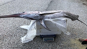 2 metre 30 santim boyunda kılıç balığı yakaladılar