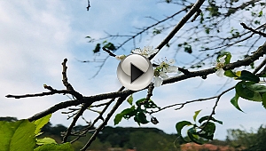 Çanakkale'de erik ağacı çiçek açtı