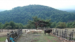 Çanakkale'de koç sahibini öldürdü!