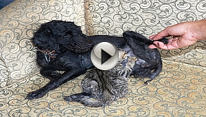 Köpek yavru kediyi emzirip, annelik yapıyor