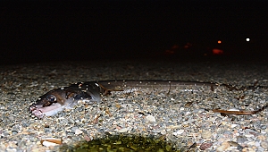 Oltayla 1,5 metrelik yılan balığı yakaladı